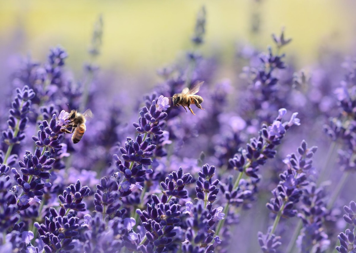 bees on purple flower

Photo by Pixabay on Pexels.com