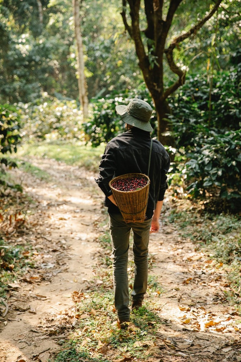 unrecognizable male farmer walking in forest after harvesting berries

Photo by Michael Burrows on Pexels.com